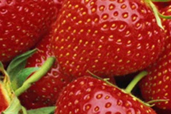 Frutta e Verdura - Il Poggio Agriturismo - Casale Marittimo - Pisa - Toscana