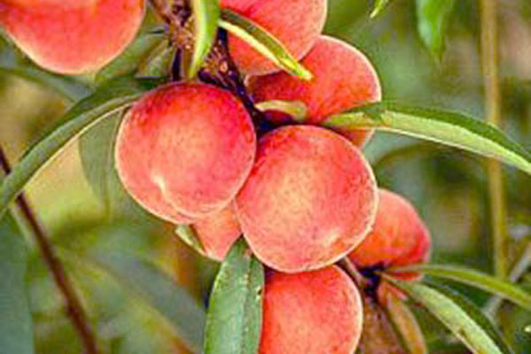 Frutta e Verdura - Il Poggio Agriturismo - Casale Marittimo - Pisa - Toscana