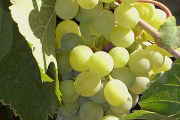 Frutta e Verdura - Il Poggio Agriturismo - Casale Marittimo - Pisa - Toscana