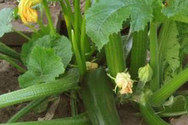 Frutta e Verdura - Il Poggio Agriturismo - Casale Marittimo - Pisa - Toscana