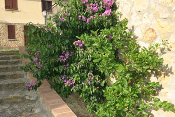 Il Poggio Agriturismo - Casale Marittimo - Pisa - Toscana