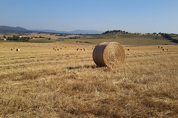 Il Poggio Agriturismo - Casale Marittimo - Pisa - Toscana