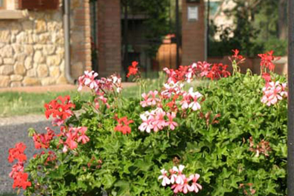Il Poggio Agriturismo - Casale Marittimo - Pisa - Toscana