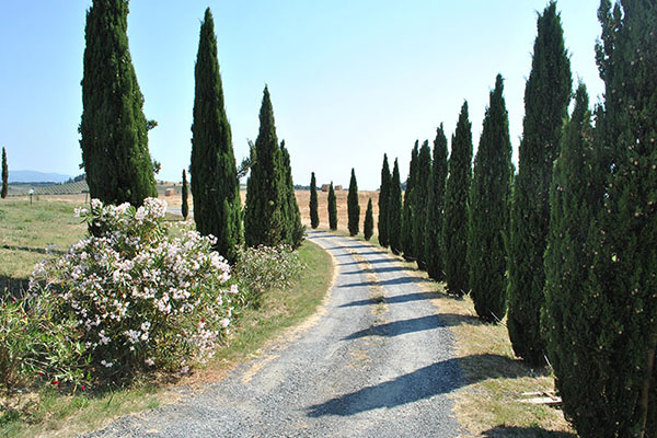 Il Poggio Agriturismo - Casale Marittimo - Pisa - Toscana