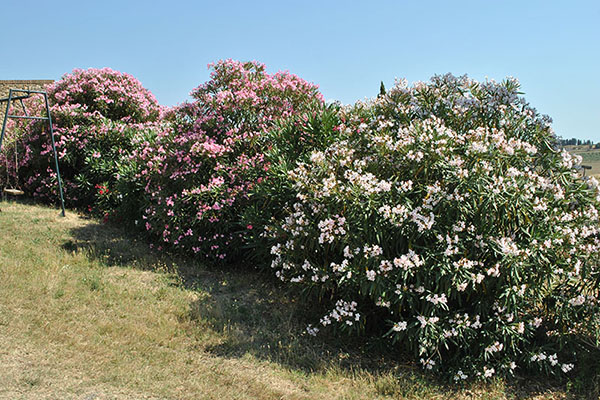Il Poggio Agriturismo - Casale Marittimo - Pisa - Toscana