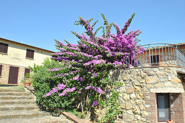 Il Poggio Agriturismo - Casale Marittimo - Pisa - Toscana