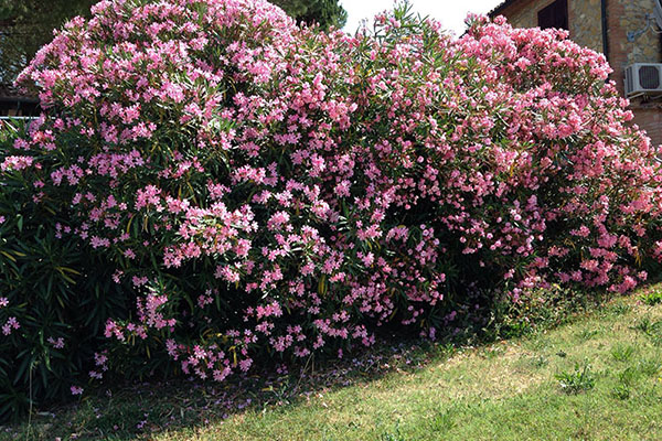 Il Poggio Agriturismo - Casale Marittimo - Pisa - Toscana